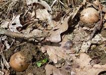 Zuchtchampignon, Foto 6