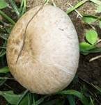 Zuchtchampignon, Foto 8