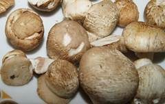 Zuchtchampignon, Foto 9