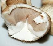 Zuchtchampignon, Foto 11