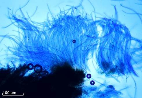 Zuckerwatte-Wasserpilz, Foto 4
