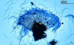 Zuckerwatte-Wasserpilz, Foto 5
