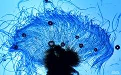 Zuckerwatte-Wasserpilz, Foto 6