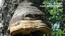 Zunderschwamm, Foto 14