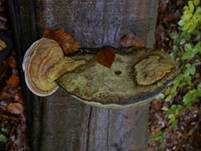 Zunderschwamm, Foto 29