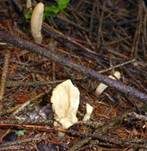 Zungenkeule, Foto 12