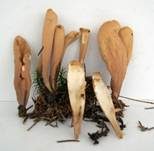Zungenkeule, Foto 7