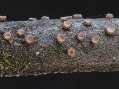 Braunes Wollbecherchen, Foto 3