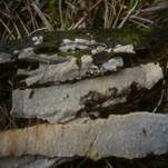 Zusammenfließender Reibeisenpilz, Foto 14