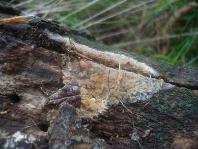 Zusammenfließender Reibeisenpilz, Foto 4
