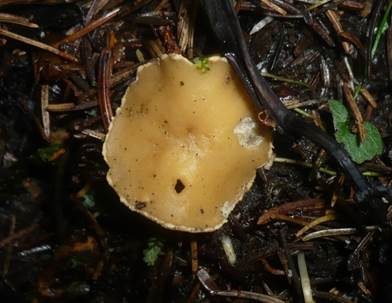 Zweifarbiger Becherling, Foto 4