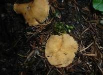 Zweifarbiger Becherling, Foto 7
