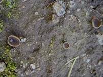 Zweifarbiger Becherling, Foto 10