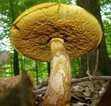 Zweifarbiger Hexenröhrling, Foto 8