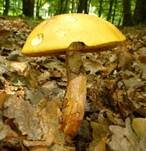 Zweifarbiger Hexenröhrling, Foto 9