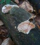 Zweifarbiger Knorpelporling, Foto 14