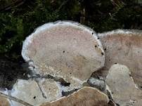 Zweifarbiger Knorpelporling, Foto 20