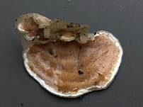Zweifarbiger Knorpelporling, Foto 21