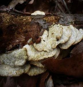 Zweifarbiger Knorpelporling, Foto 5