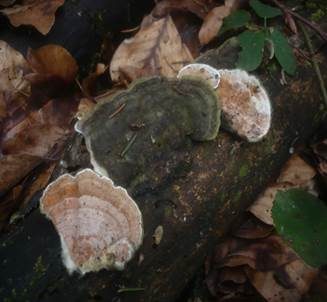 Zweifarbiger Knorpelporling, Foto 6