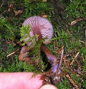 Zweifarbiger Lacktrichterling, Foto 2