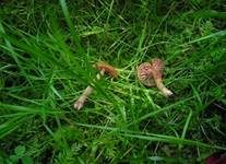 Zweifarbiger Lacktrichterling, Foto 12