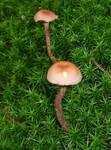 Zweifarbiger Lacktrichterling, Foto 15