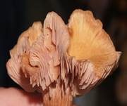 Zweifarbiger Lacktrichterling, Foto 16