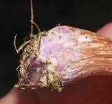 Zweifarbiger Lacktrichterling, Foto 17