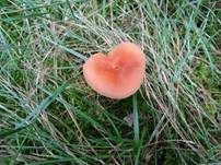 Zweifarbiger Lacktrichterling, Foto 18