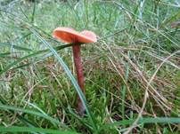 Zweifarbiger Lacktrichterling, Foto 19