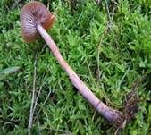 Zweifarbiger Lacktrichterling, Foto 20