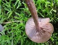 Zweifarbiger Lacktrichterling, Foto 21