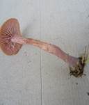 Zweifarbiger Lacktrichterling, Foto 22