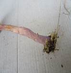 Zweifarbiger Lacktrichterling, Foto 23