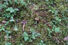 Zweifarbiger Lacktrichterling, Foto 25