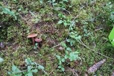 Zweifarbiger Lacktrichterling, Foto 26