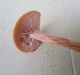 Zweifarbiger Lacktrichterling, Foto 29