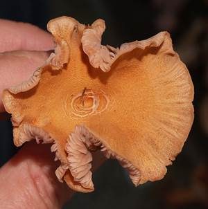 Zweifarbiger Lacktrichterling, Foto 5