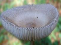 Zweifarbiger Scheidenstreifling, Foto 12