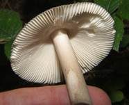 Zweifarbiger Scheidenstreifling, Foto 13
