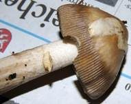 Zweifarbiger Scheidenstreifling, Foto 20