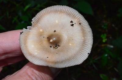 Zweifarbiger Scheidenstreifling, Foto 4