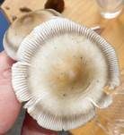 Zweifarbiger Scheidenstreifling, Foto 22