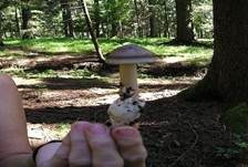 Zweifarbiger Scheidenstreifling, Foto 24