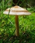 Zweifarbiger Scheidenstreifling, Foto 26