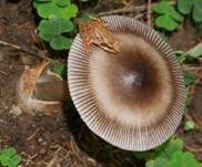 Zweifarbiger Scheidenstreifling, Foto 27