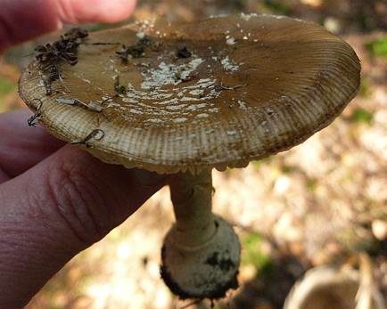 Zweifarbiger Scheidenstreifling, Foto 28