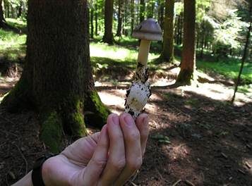 Zweifarbiger Scheidenstreifling, Foto 5