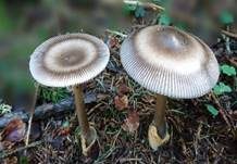 Zweifarbiger Scheidenstreifling, Foto 7